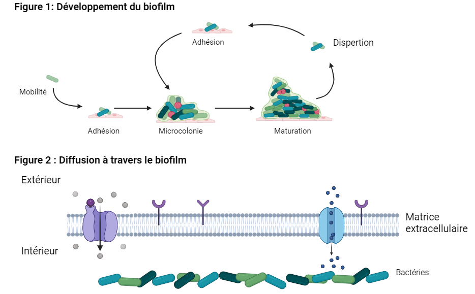 figures : développement du biofilm et diffusion à travers le biofilm