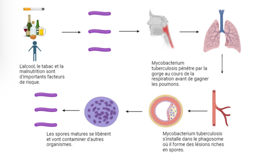 schema aurelien